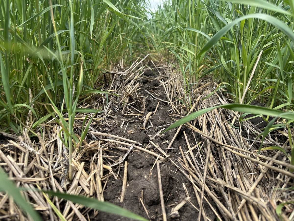 Aerial applied cereal rye fall 23 and aerial applied triticale 24 all in the same picture.  Plant Burrus Corn in Strip-tilled #25