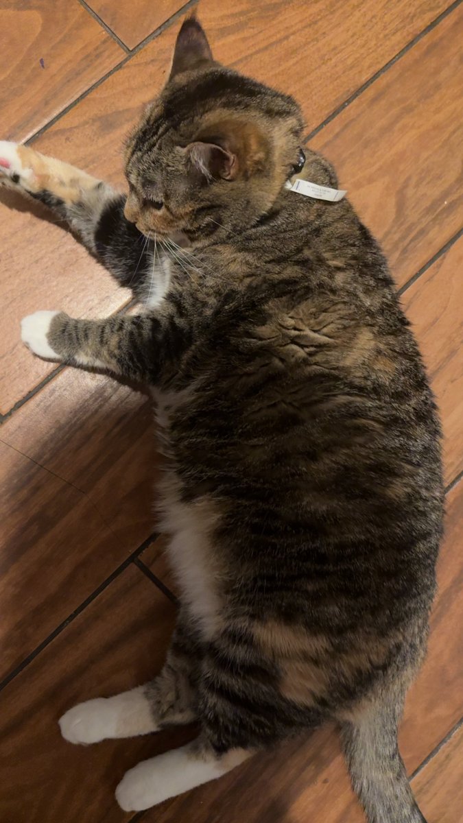 Nobody to play with all i have is this fat moron