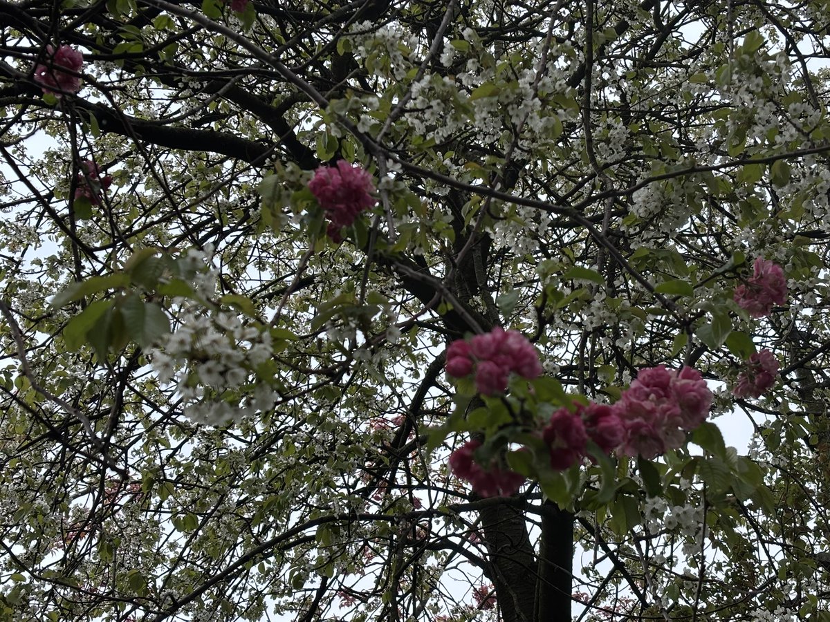 lucynorris1's tweet photo. The slightly lesser photographed Boys Brigade Walk is distinct from the homogenous pinks of Jawbone and Coronation Walks, as it has a wonderful mix of dark and lighter pinks as well as white blossom and zinging lime green leaves.  

Rejoice the Meadows 🌸 🍃 https://t.co/FPpHBMos5X