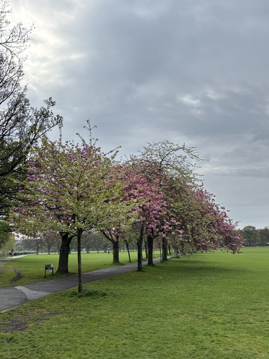 lucynorris1's tweet photo. The slightly lesser photographed Boys Brigade Walk is distinct from the homogenous pinks of Jawbone and Coronation Walks, as it has a wonderful mix of dark and lighter pinks as well as white blossom and zinging lime green leaves.  

Rejoice the Meadows 🌸 🍃 https://t.co/FPpHBMos5X