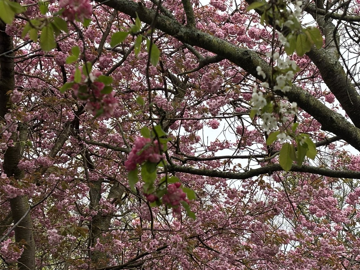 lucynorris1's tweet photo. The slightly lesser photographed Boys Brigade Walk is distinct from the homogenous pinks of Jawbone and Coronation Walks, as it has a wonderful mix of dark and lighter pinks as well as white blossom and zinging lime green leaves.  

Rejoice the Meadows 🌸 🍃 https://t.co/FPpHBMos5X