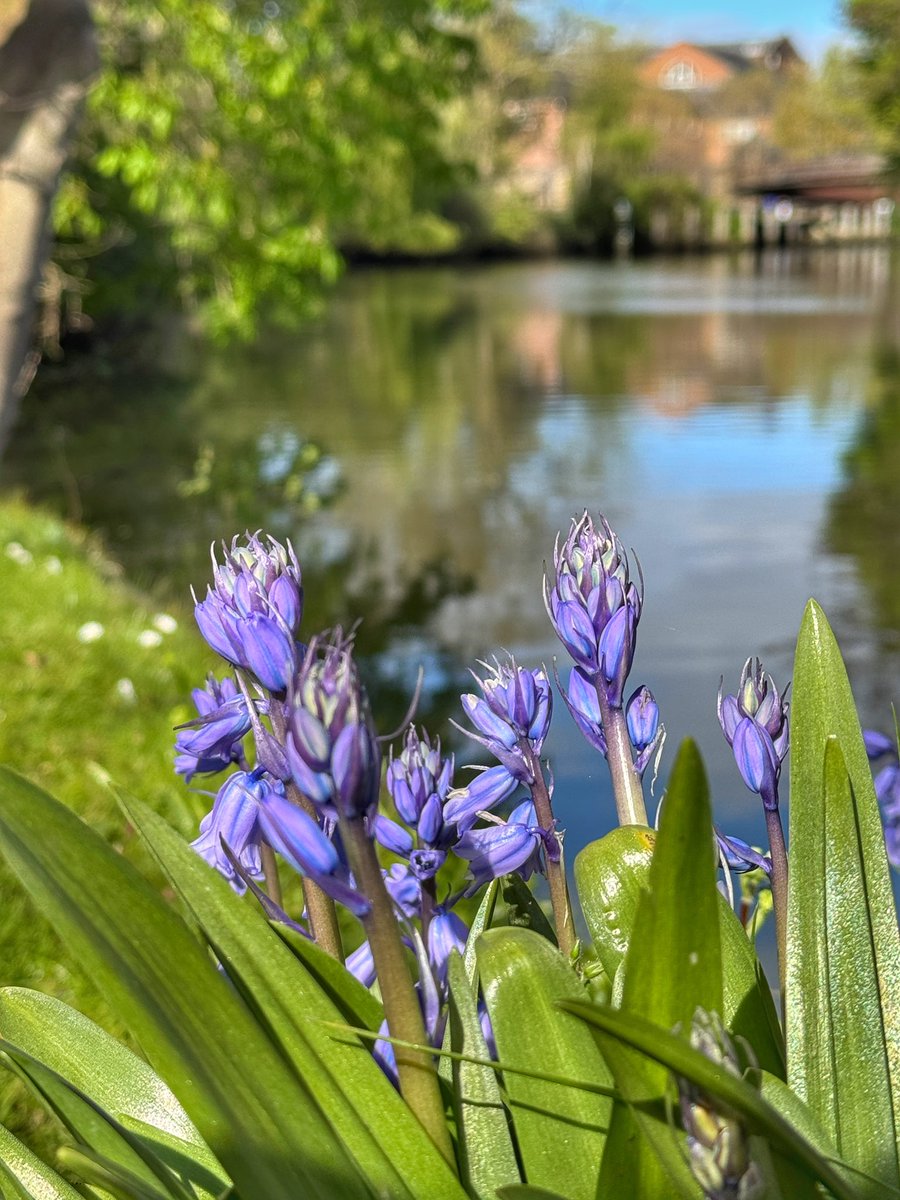 Bluebells along the Wensum #Norwich