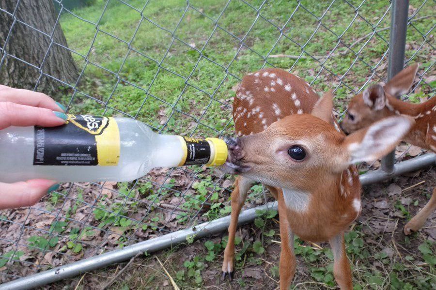 so uuhhh.. my dad just offered me beer. im deer