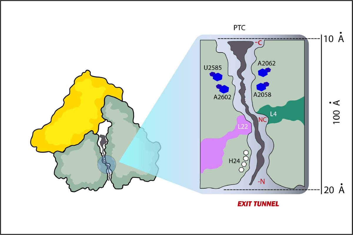 JGAR_ISAC (@jgar_isac) on Twitter photo 📍 Most downloaded article: "Understanding the evolution of macrolides resistance: A mini review"
Read online at: bit.ly/3EjUc1F
<a href="/ISAC_world/">International Society of Antimicrobial Chemotherap</a> 📍 Most downloaded article: "Understanding the evolution of macrolides resistance: A mini review"
Read online at: bit.ly/3EjUc1F
<a href="/ISAC_world/">International Society of Antimicrobial Chemotherap</a>
