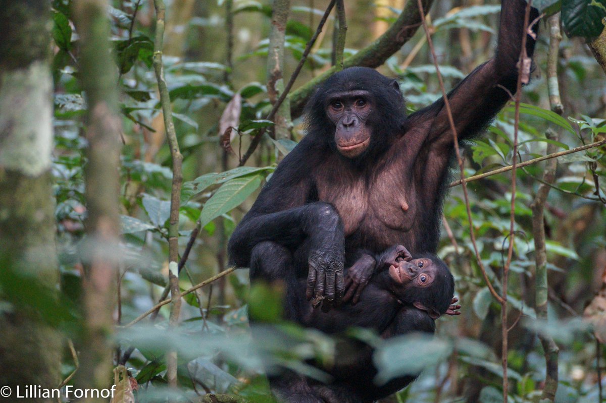Kokolopori Bonobo Research tweet media