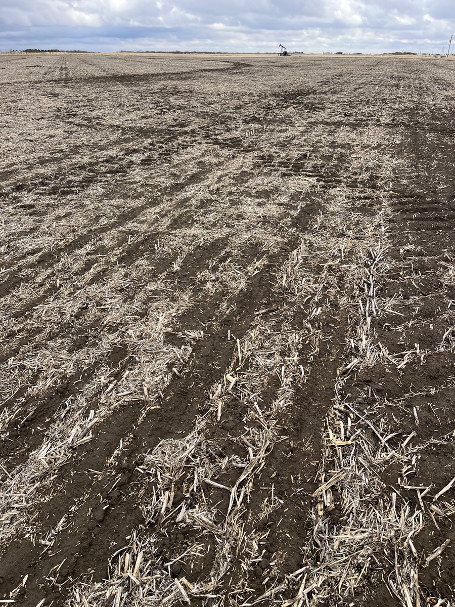 TriCal Surge triticale seeded April 11.
Awnless, forage specific, spring triticale 
stampseeds.com/trical-surge-a…
#WestCdnAg