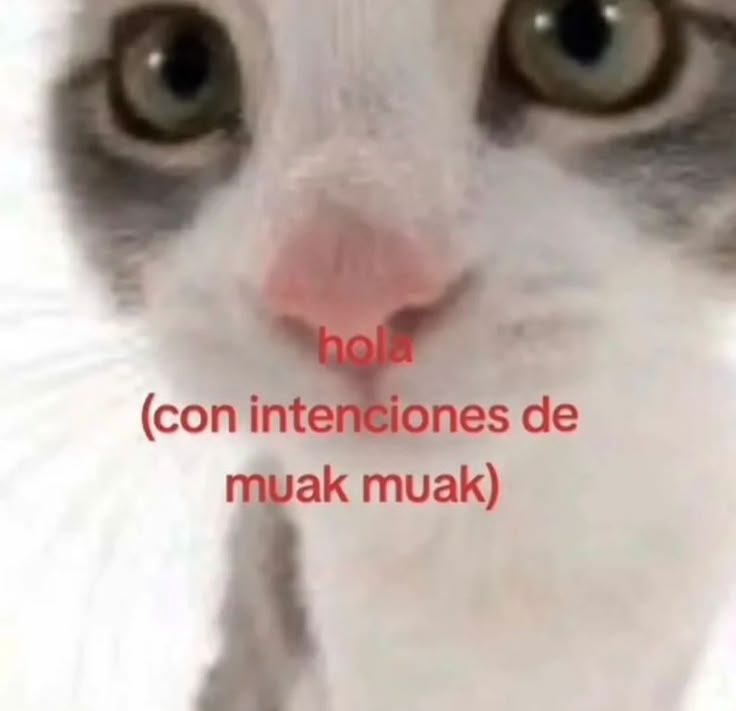 animalitos gorditos (@gordito_perrito) on Twitter photo 