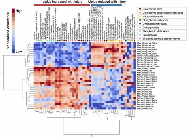 🌟 Study Alert! Metabolomics reveals how metabolism, inflammation, and sex-specific responses shape post-traumatic osteoarthritis (PTOA). Unlocking pathways for personalized therapies.  
👉 mtbln.co/w2rce7 
#Metabolomics #PrecisionMedicine