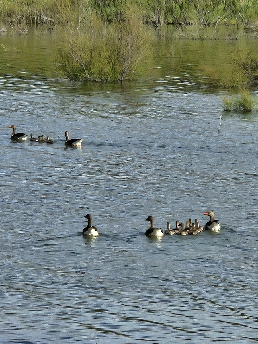 ECiclistaGuadia's tweet photo. La primavera eclosiona en el embalse del Vicario que está casi lleno. Estos dos próximos meses es el mejor momento, con el otoño, para darse una vuelta por aquí . https://t.co/uG3MTDvtr6