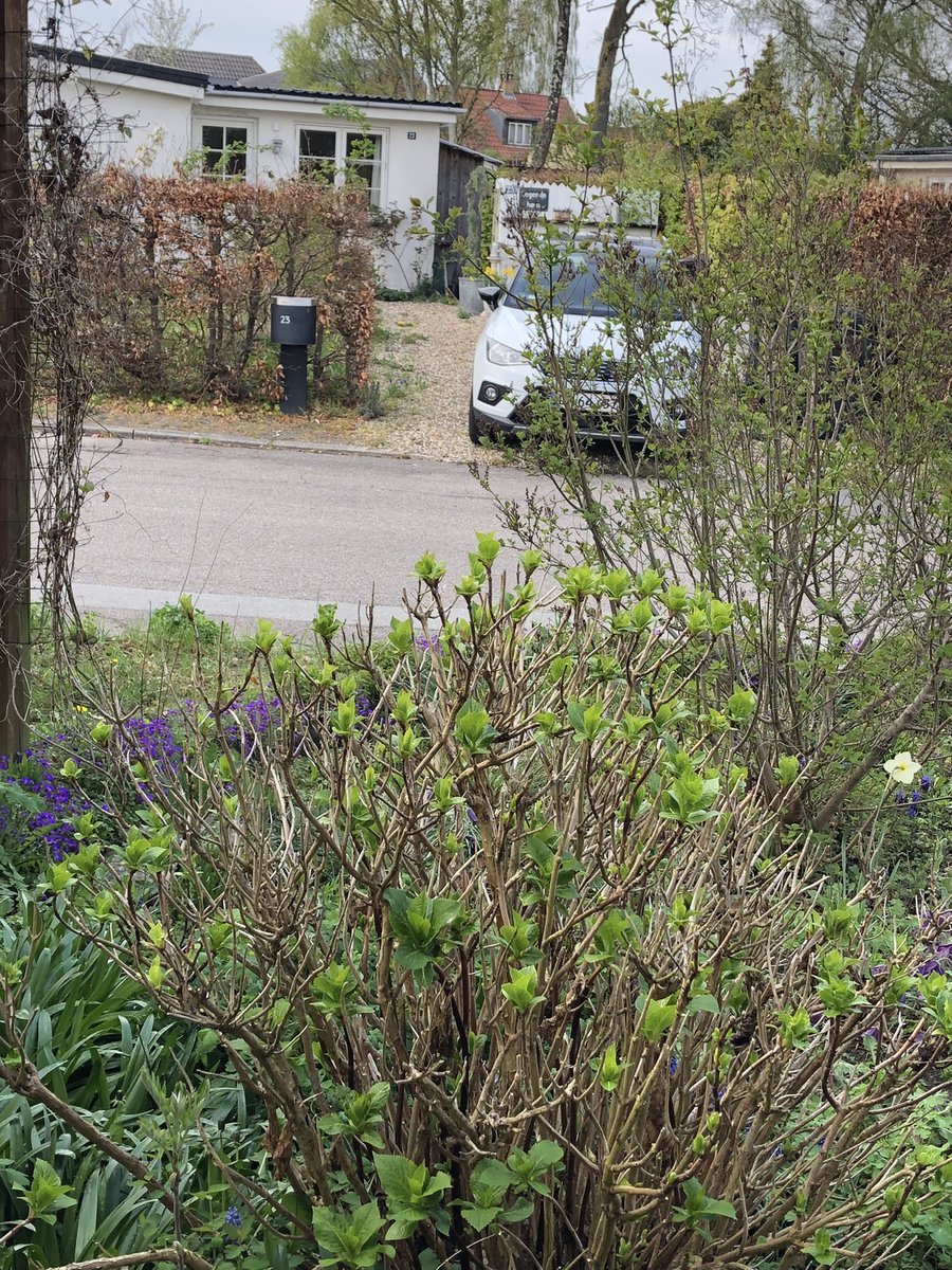 IbenSchartau's tweet image. Forårsblomster, spirer og nye blade 🌱🌷🪻#foran #haven #bedet #aktiv #altid #kigge #buket #glade #fugle #ingen #katte 😎🧚🏻