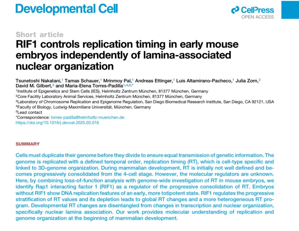 🚨 Fresh out of oven!

We show RIF1 as a key regulator of RT consolidation in vivo during early mouse development. RT changes are often uncoupled from changes in transcription and radial organization of the genome.

It has been a great collaboration, happy to see this one out!