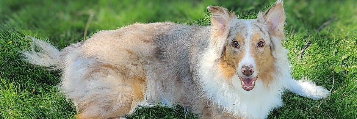 AlxBeowulf's tweet photo. CANCER! Gambit will lose his leg or life without surgery. 💔 Our 10yr old Aussie needs your $5 or $1 donation. Please help! 🙏
🔗 https://t.co/TqDTOQISkG #DogCancerAwareness #EmergencyVet https://t.co/nEWZgLs0RZ