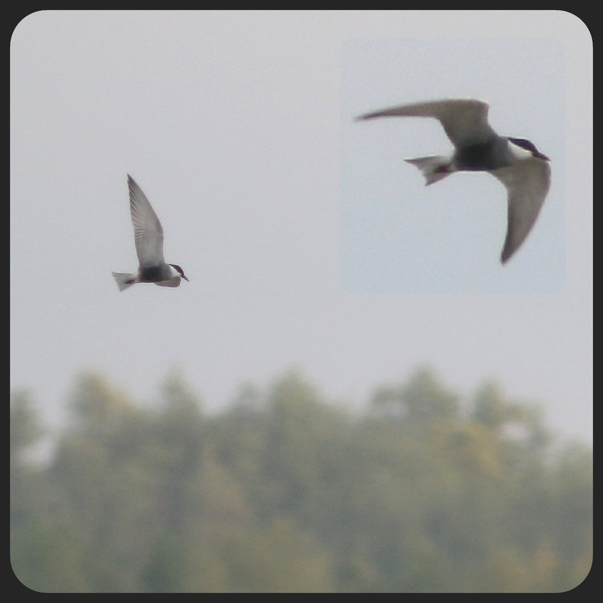 Niels van Pelt tweet media