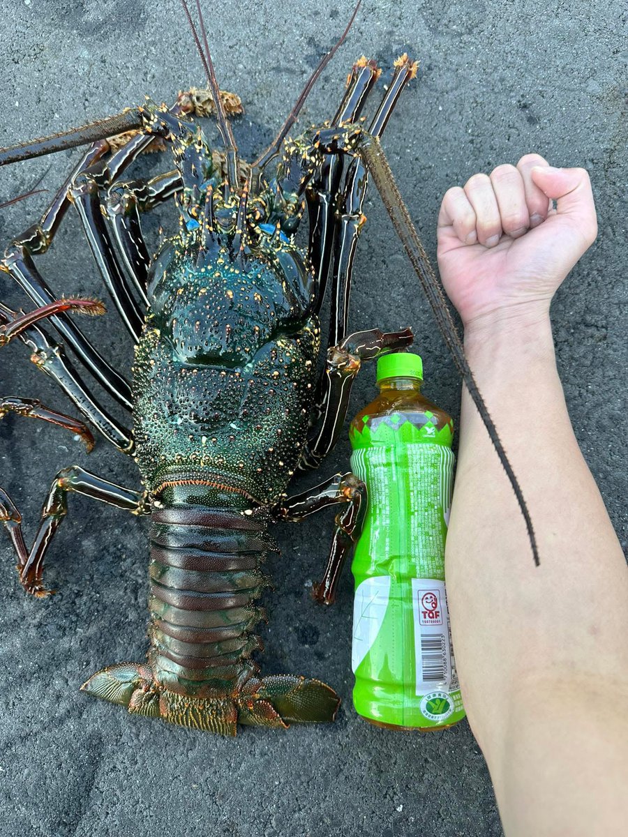 又得又得😎天氣熱了 越來越大的跡象
不知又要醉倒幾個英雄好漢了🤔