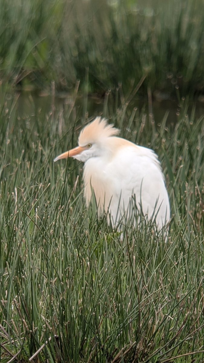 Christopher Onn tweet media