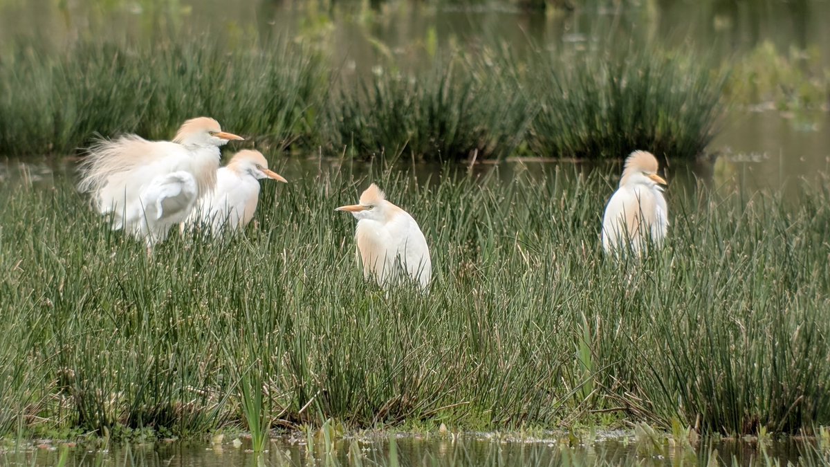 Christopher Onn tweet media