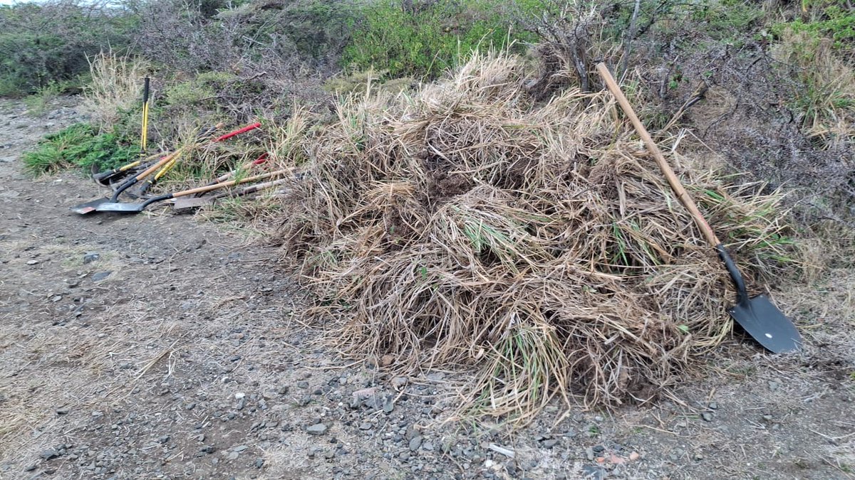 On Friday, Adventist youth from the Change Pathfinder Camporee helped clean up Fort Amsterdam, removing invasive sawgrass and exploring the coast. This site protects the island’s only Brown Pelican nesting area. 🪶

SXM DOET is next—May 16 &amp; 17! #EPICIslands #SXMDOET