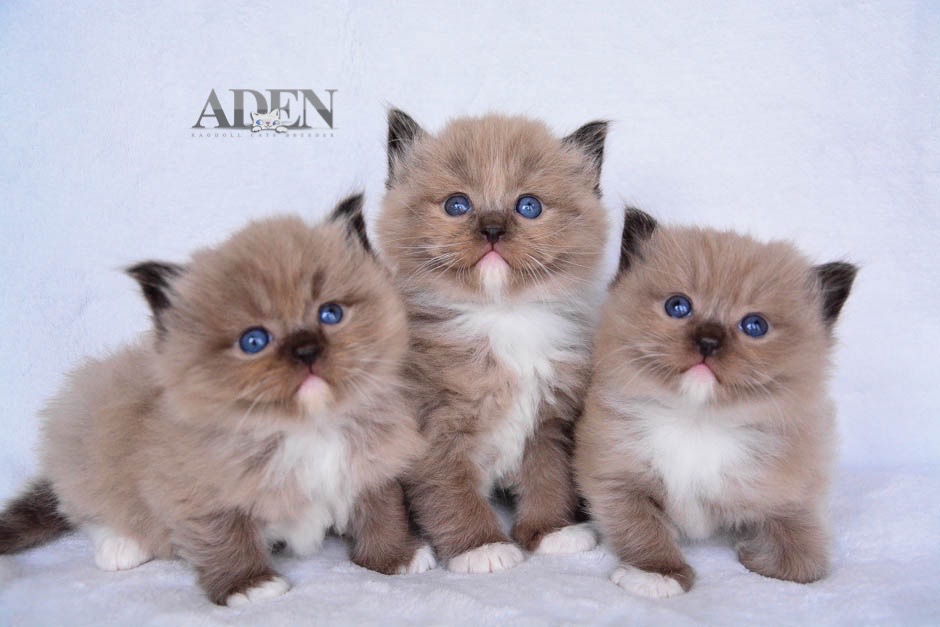 adenragdoll's tweet photo. Top TICA Registered Cherubim Cats breeder in Ontario Canada offering you unique color and pattern. https://t.co/KjkPkgTp3E