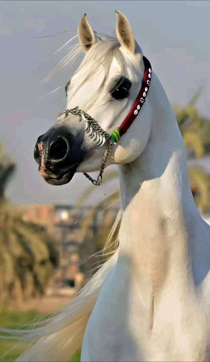 كُنْ أنتَ اعتذارَ الحياة للأفئدة المتعَبة ،
 متنفّسها المُريح ، بلسمها الشّافي ، 
جبرَ انكسارها ، ضمادَ جراحاتها .

كُنْ شتاءً للقلوبِ الملتهبِ صيفُها #sweet HEART