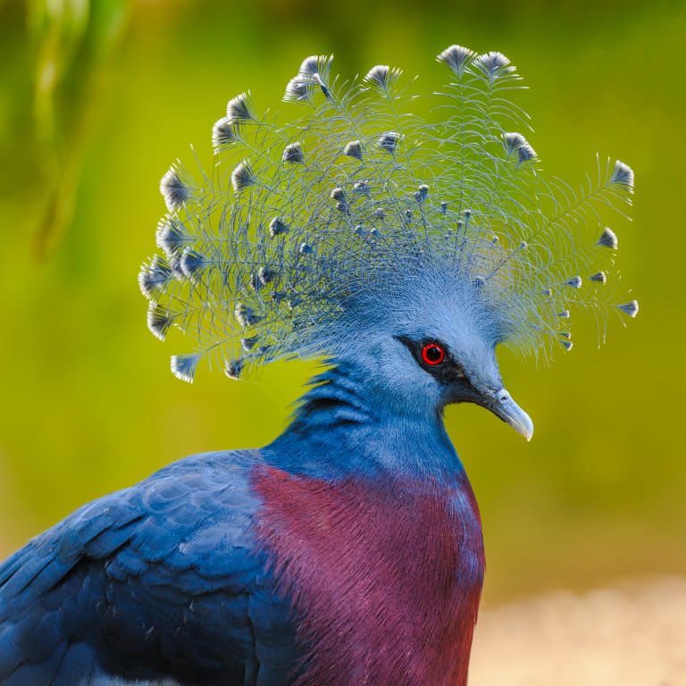 MrTybaba's tweet photo. Another  diva....Victoria crowned pigeon https://t.co/Wc2QKoDFu2