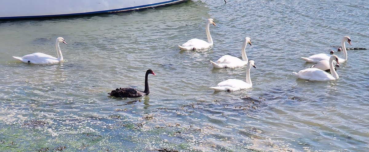 Darren Naish tweet media