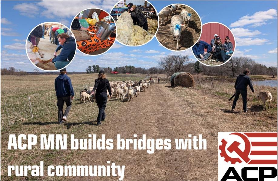 ACP_Minnesota's tweet image. This Easter weekend ACP MN hosted an event to shear sheep for the spring and built their first rural contacts.
Agriculture and Agribusiness more largely in the United States have been coopted by absurd copyright laws, ridiculous insurance overheads and the simple cost of land…