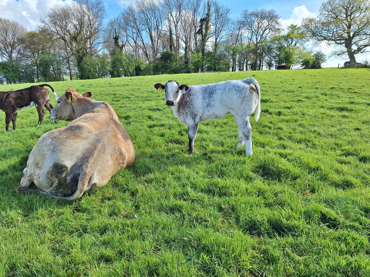 shane kinsella tweet media