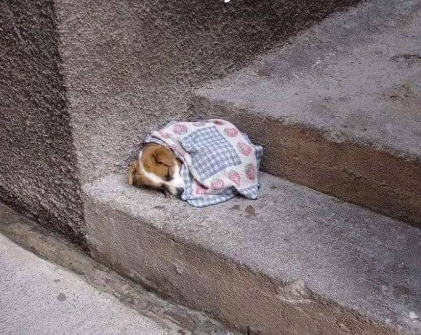 SHARE if you would take him home with you...