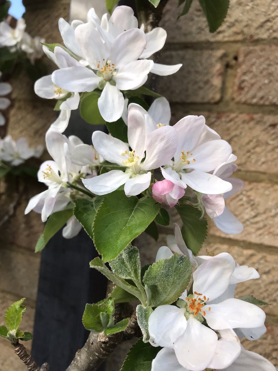 PygmyCreative's tweet image. Lots of blossom on the Apollo Rocket patio apple tree this year so I’m hoping for a bumper crop #GardensHour