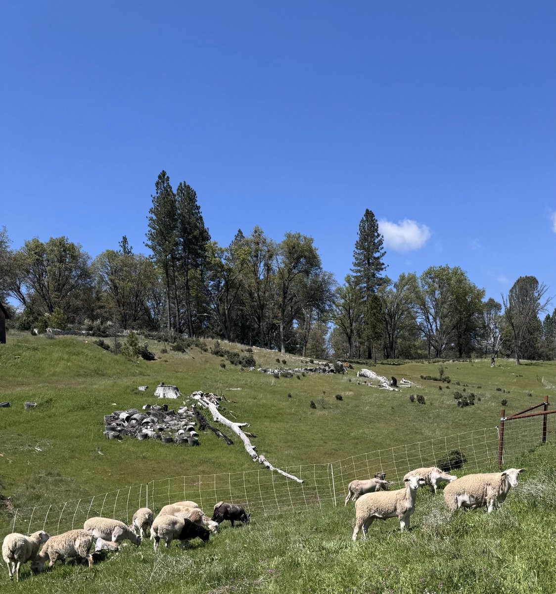 My four-legged wildfire prevention team is hard at work!

my.ucanr.edu/blogs/blogcore…