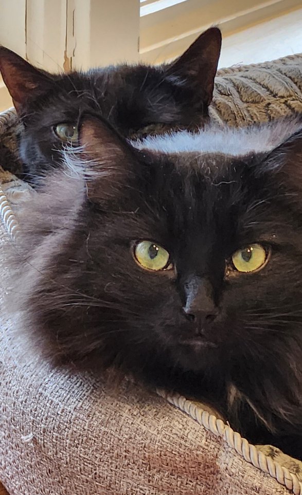 ChatWithAnimals's tweet photo. Talked to Sky for his mom to be nicer to Aura.  And he did! "Happy belated Easter. Sky was attacking Aura yesterday &amp; for the 2nd or 3rd time I'd say to him be nice to your sister remember what Cindy said. Then he stops and comes over to me for a cuddle. Aura &amp; I ty."

<3 https://t.co/LCiIkLpBLm