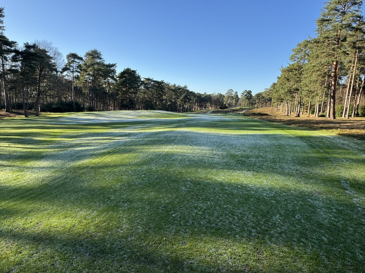 AndyEwence's tweet photo. The tree thinning program has made a big difference to holes 12th, 13th, 14th &amp; 15th @StGeorgesHillGC with so much more light and air movement added to help improve surfaces &amp; Heather regeneration. Our 13th fairway never got much sunlight until now. https://t.co/FiuPIkHIfn