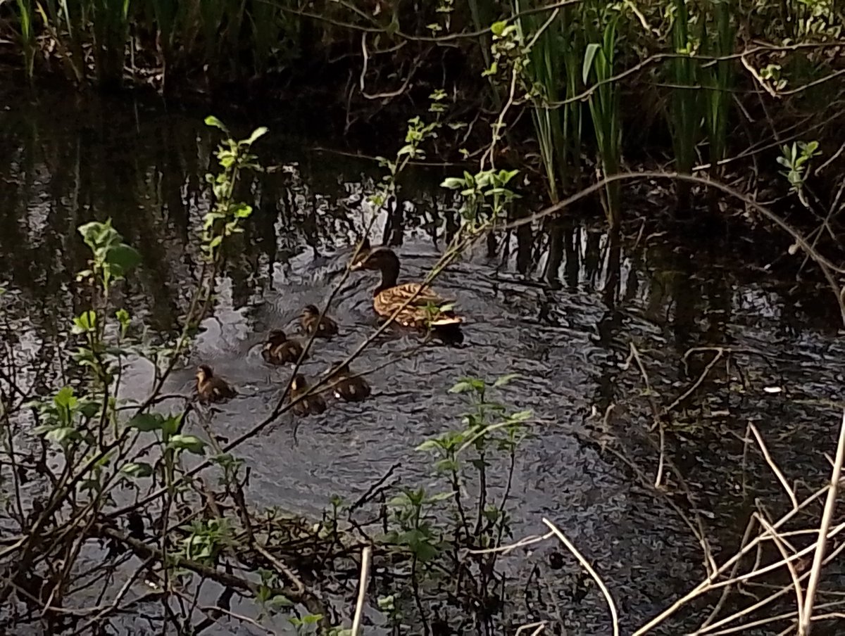 #Spring was out in force this weekend as I enjoyed some lovely walks. 
Including another stretch of the #WherrymansWay in #Norfolk