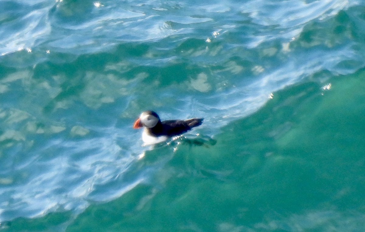 An early start but a great day spent in North Wales today with Dean <a href="/worlebirder/">Dean Reeves</a> <a href="/Natures_Voice/">RSPB</a>
