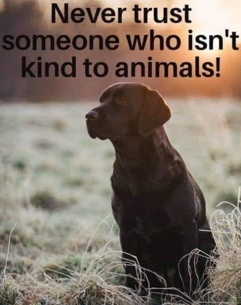 DogLovers03's tweet photo. https://t.co/hAcgXFZ76t