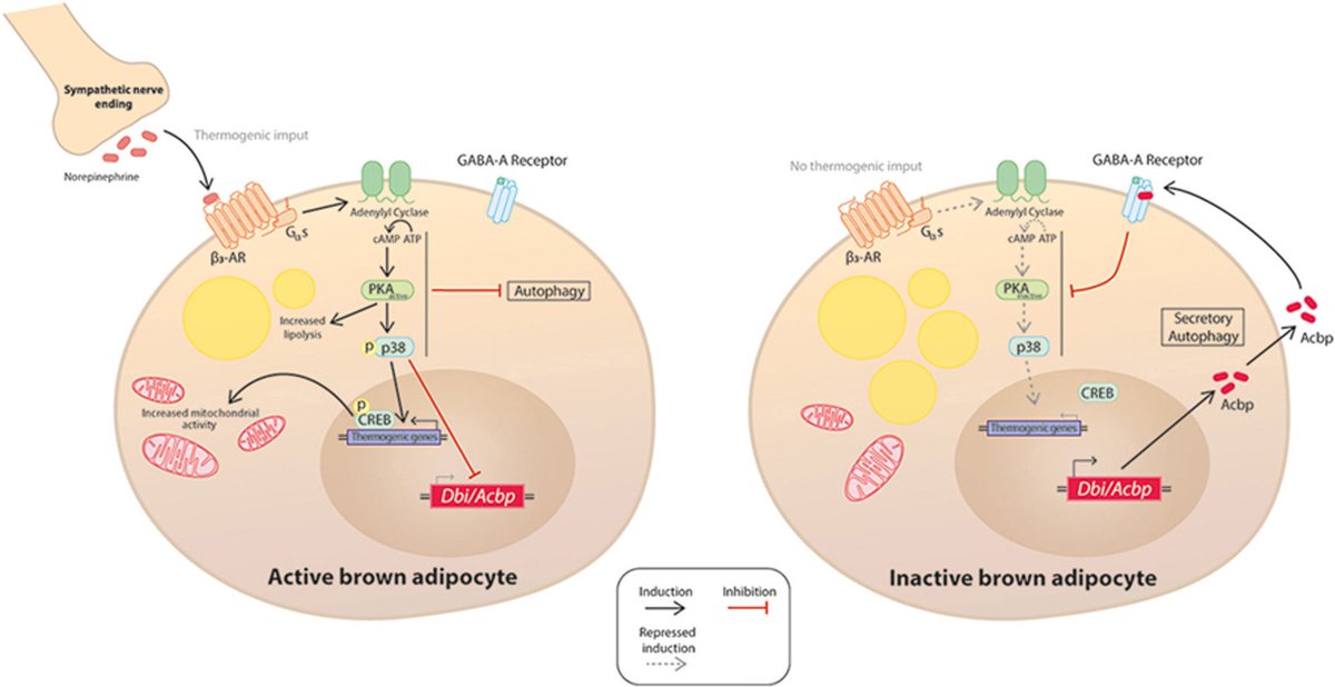 Albert Blasco Roset (@blascoroset) on Twitter photo It’s out! We decipher a novel auto-regulatory loop for brown adipose tissue thermogenesis through Acyl CoA-binding protein (ACBP/DBI)
cc: <a href="/BQBiomedMolUB/">Biochemistry & Molecular Biomedicine UB</a> <a href="/BiologiaUB/">Facultat de Biologia UB</a> <a href="/MolMetab/">Molecular Metabolism</a> tamweb.es
Check it out ⬇️
sciencedirect.com/science/articl… It’s out! We decipher a novel auto-regulatory loop for brown adipose tissue thermogenesis through Acyl CoA-binding protein (ACBP/DBI)
cc: <a href="/BQBiomedMolUB/">Biochemistry & Molecular Biomedicine UB</a> <a href="/BiologiaUB/">Facultat de Biologia UB</a> <a href="/MolMetab/">Molecular Metabolism</a> tamweb.es
Check it out ⬇️
sciencedirect.com/science/articl…