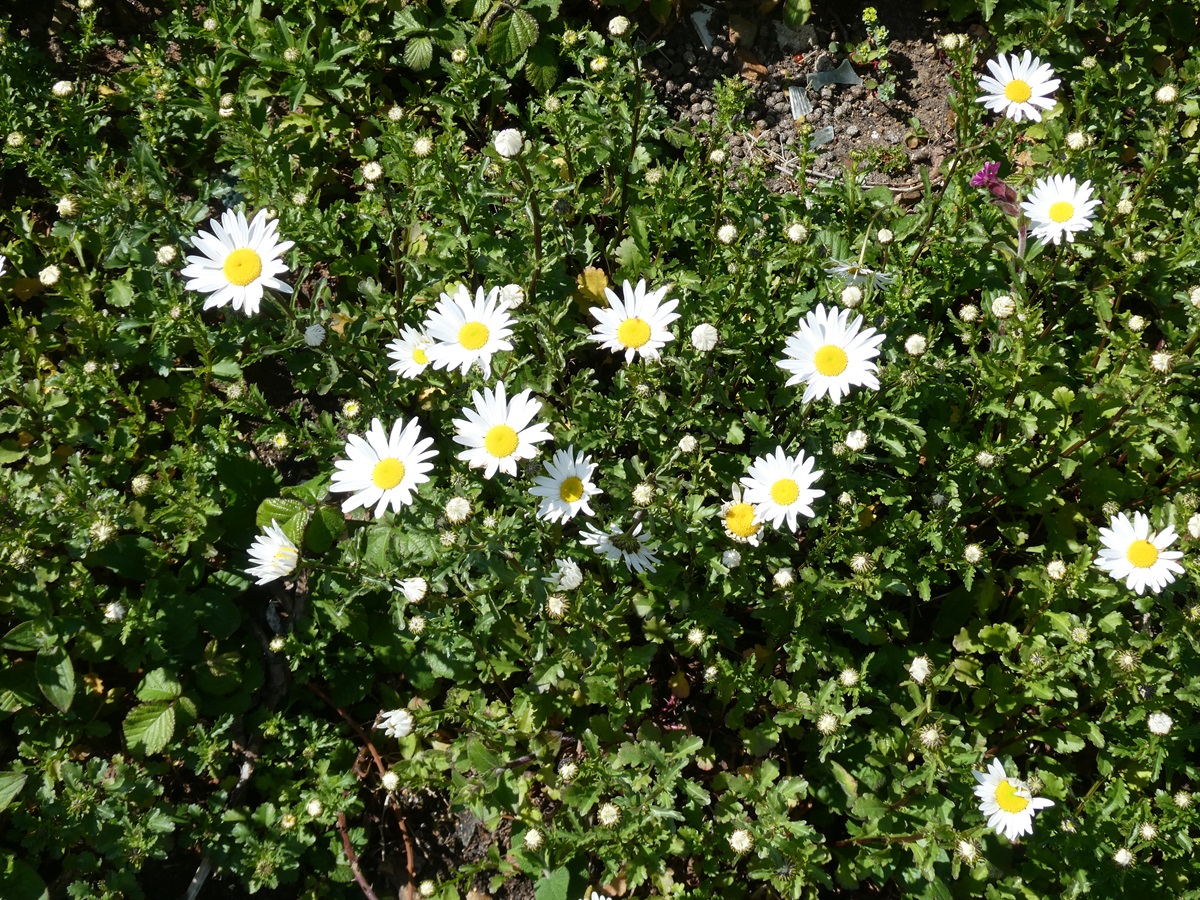 🤩 Just look at it now!!! 😍
18 months ago this site at Les Tielles was smothered in Sour Fig. It's incredible what can happen when an invasive plant is removed. 😁
🐝🌿🌸🌼🌺🦋🦗🐜🕷
#habitatrestoration #nativeplants #wildflowers