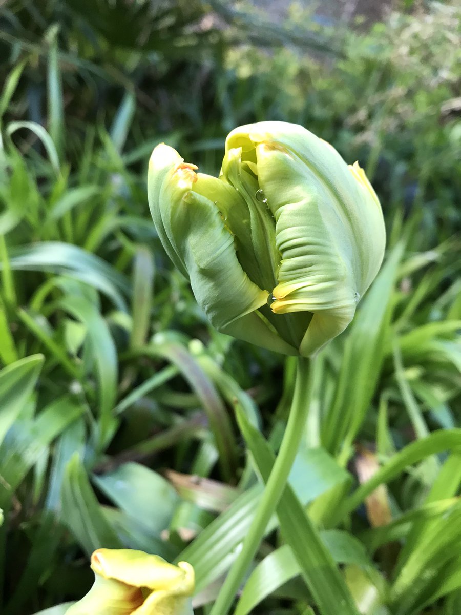 PygmyCreative's tweet image. ‘Eagle Wings’ Tulips are beginning to flower. It’s a late Parrot variety , about 40cm tall #GardensHour