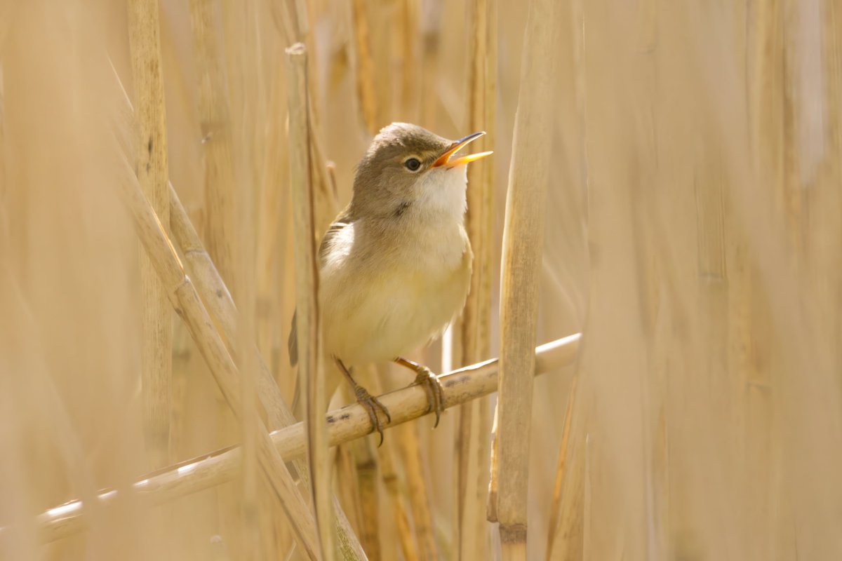 Garbo69's tweet image. Reed Warbler at Hardwick Hall Country Park, Sedgefield, County Durham, UK yesterday.  @teesbirds1 @teesmouthbc @DurhamBirdClub @Natures_Voice @WildlifeMag @BBCSpringwatch