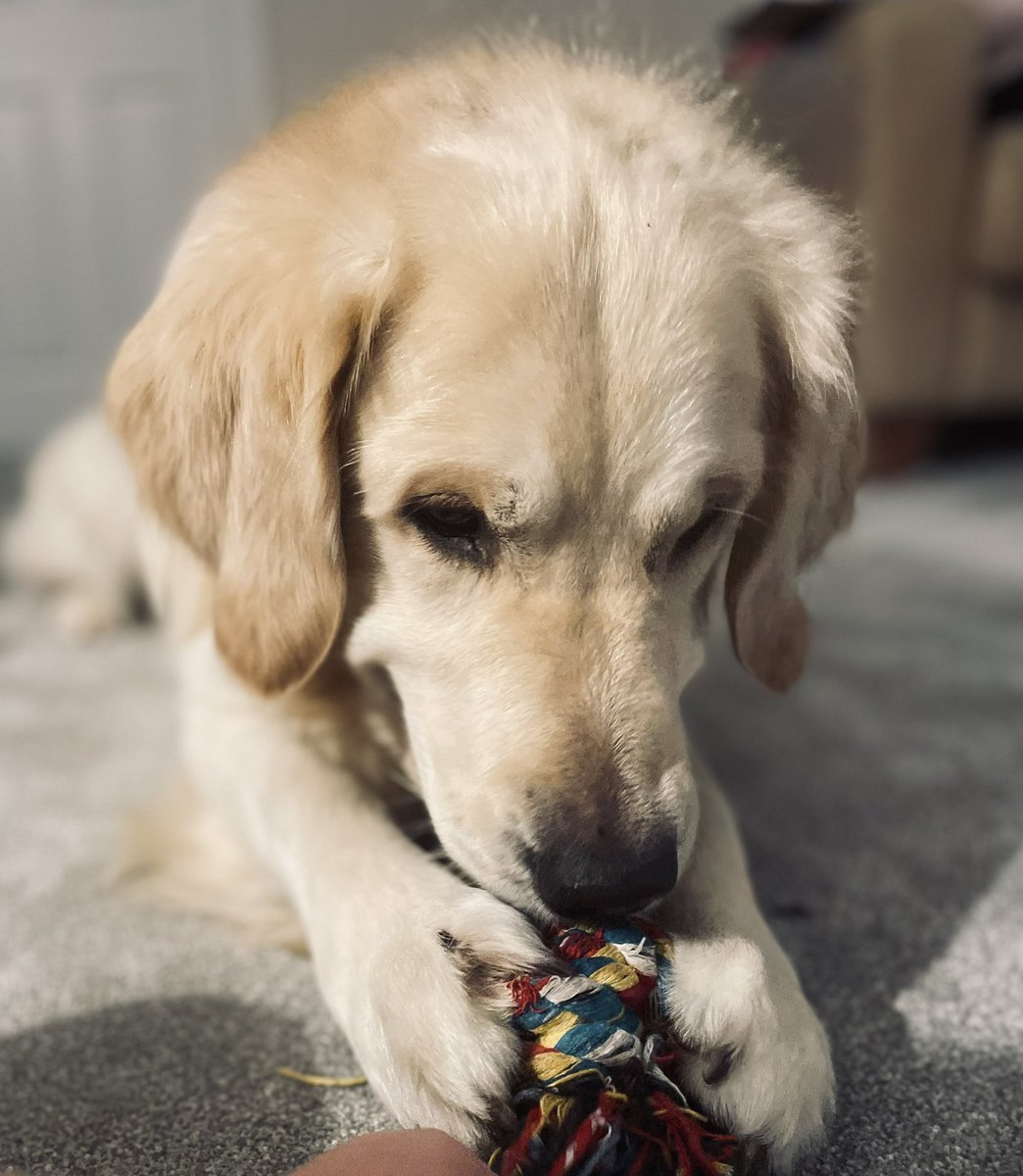 JuliaSpindler3's tweet photo. @LadyMontyA350 Hello Monty, I’m Monty and I’m 6 🐾🐾. Jules is my Auntie and she brought me a dog friendly Easter Egg this weekend so I think she’s ok. Her brother, my Dog Dad is a pilot too, but flies smaller planes than your mum, B737s https://t.co/8Tpfd6i7j5