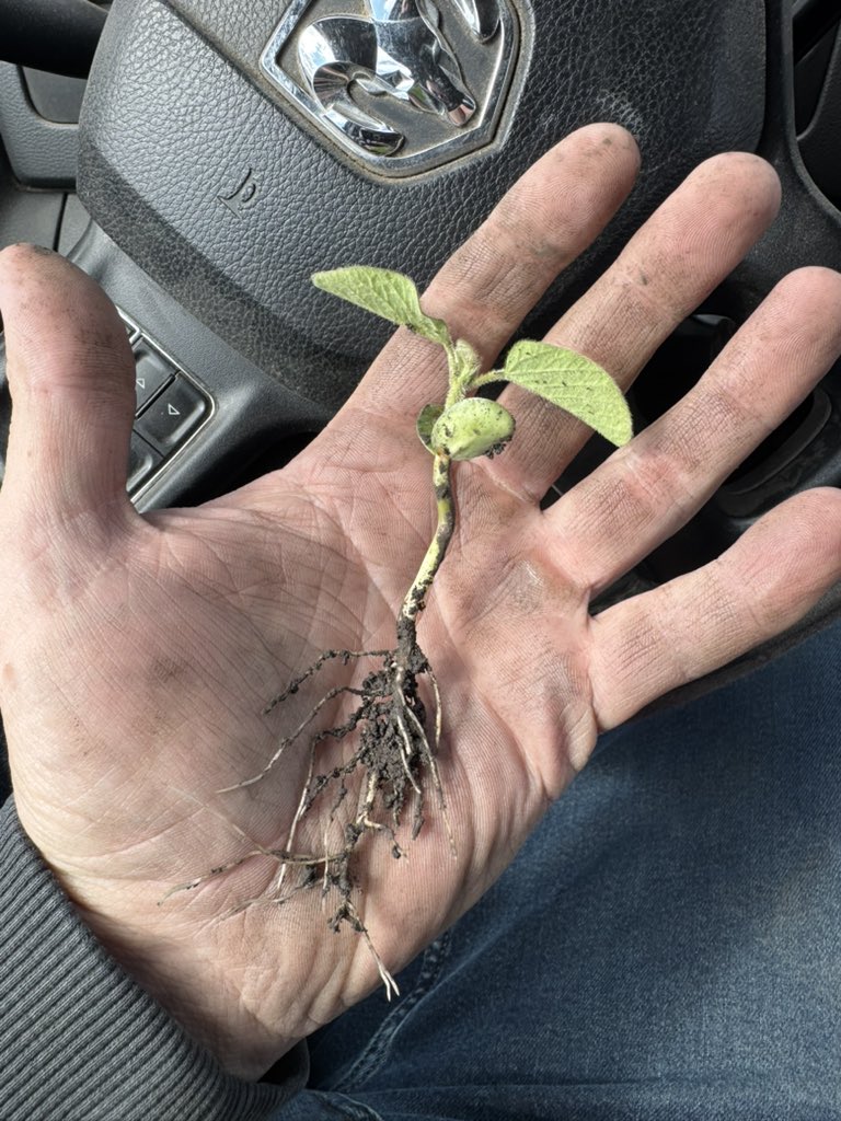 Feb 28th planted beans! <a href="/LGSeeds/">LG Seeds</a>