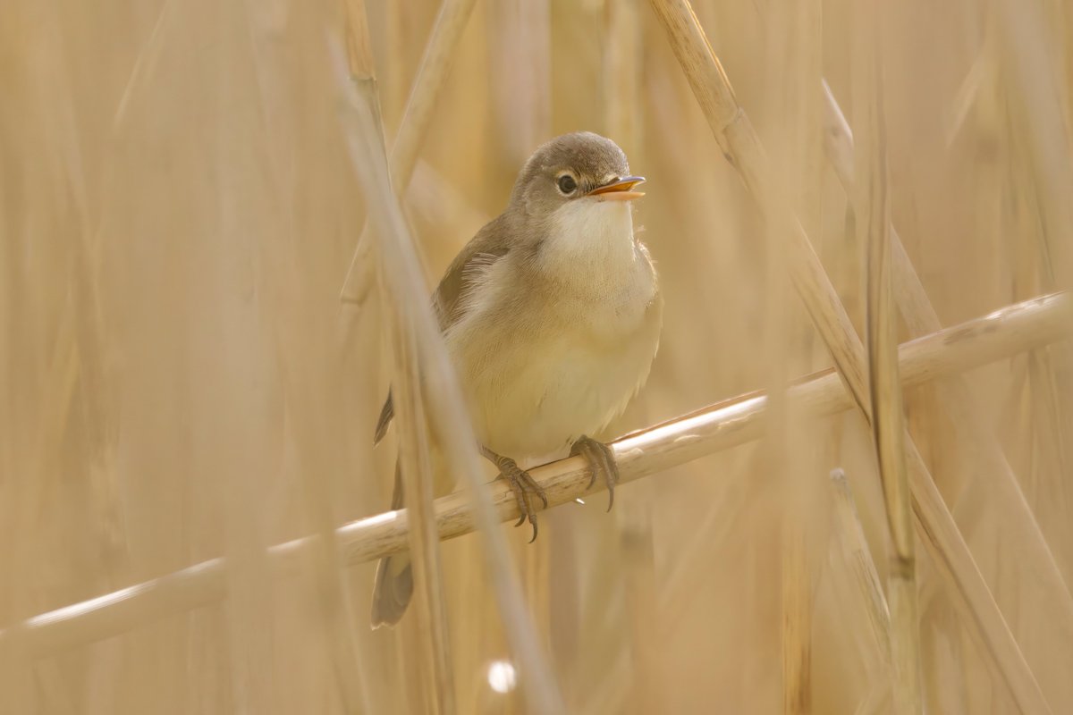 Garbo69's tweet image. Reed Warbler at Hardwick Hall Country Park, Sedgefield, County Durham, UK yesterday.  @teesbirds1 @teesmouthbc @DurhamBirdClub @Natures_Voice @WildlifeMag @BBCSpringwatch