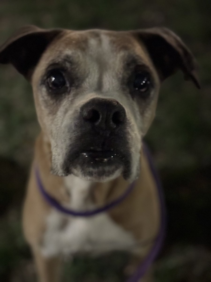 adopt_boxer's tweet photo. Rocky is an 8 yr old boxer boy who is fostered in Conklin, NY. He can go with or without a fence. He walks great on leash. He’s housebroken. He’s a sweet boy from a TX shelter. #adoptables #boxerdogs #boxerboy #adoptme #adoptaboxer #adoptdontshop #shelterpets #rescuedogs #dogs https://t.co/9URlkfONEm