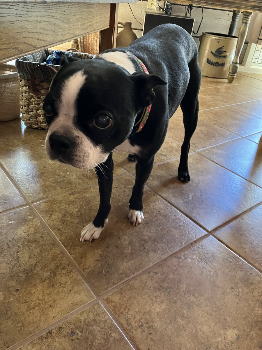 Today I spent some time w/a Boston Terrier who had a play date with Mr. Pibbs several years ago. She’s very demure &amp; sweet. She is crossing 🌈 tomorrow- a tumor in her liver’s bile duct 😭 - her humans knew I loved her. I cried so much my face was wet - Please think of Ivy🌈😭😭