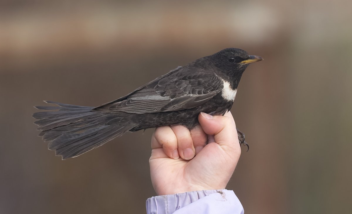 FI_Obs's tweet image. The switch to stronger south-easterly winds did the trick, with a shake-up of migrants present today; 13 Ring Ouzel and a Blue-headed Wagtail our highlights, with full totals on the website as usual: fairislebirdobs.co.uk/latest_sightin… 
📷T Wright