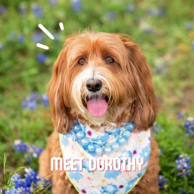 UTSAWellbeing's tweet photo. Meet Dorothy Wednesday! 🐶 https://t.co/z4QEUYTaOV
