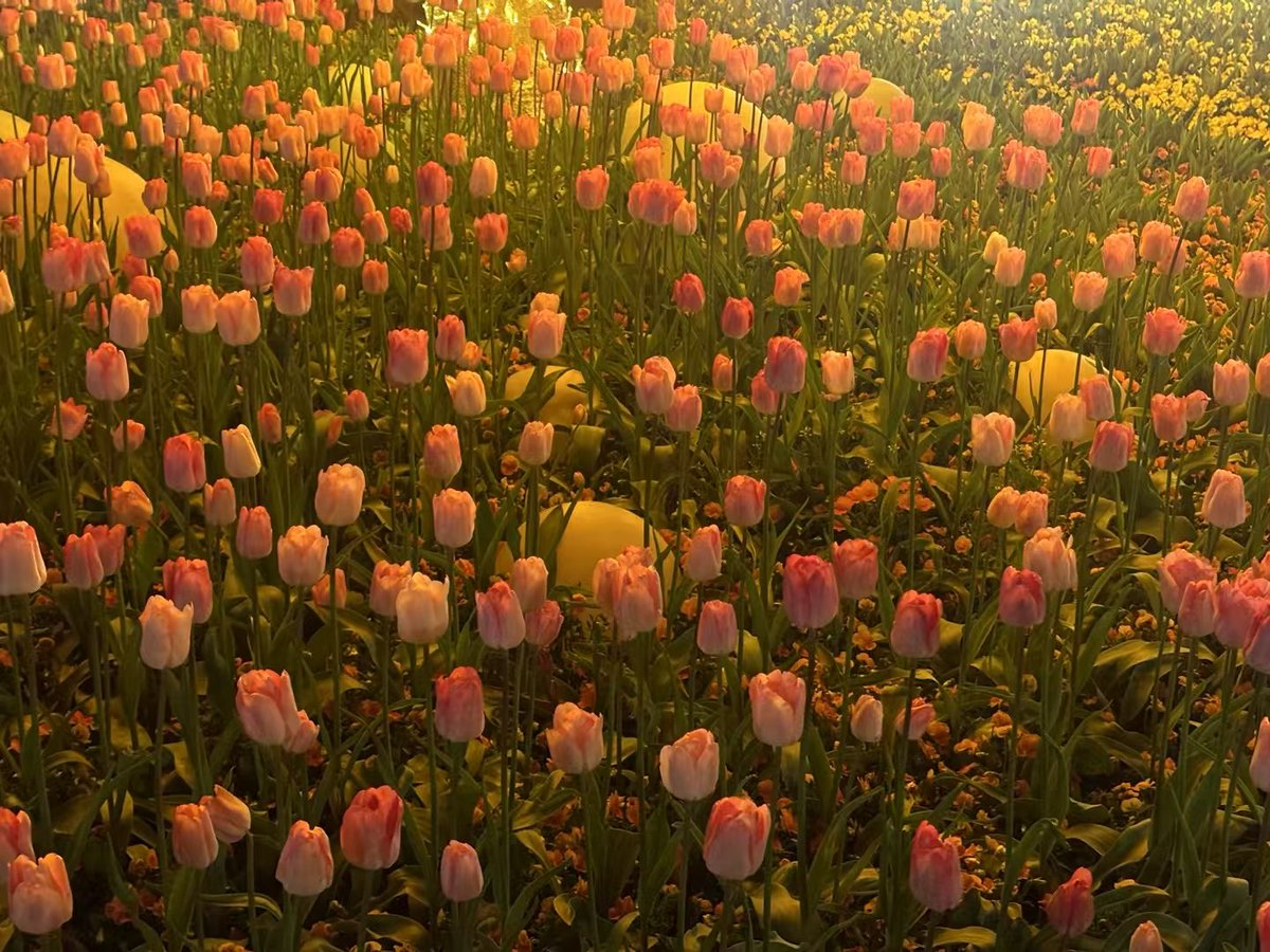 4.22树洞帖：
大家早上好呀，不知道大家昨晚睡得怎么样呢？
小林昨晚是熬穿了（一直在难过删帖子的事）
怎么说呢，小林心里是很难过的，主要是难过在和大家的互动都无了
໒꒰ྀིᜊ꒦ິ^꒦ິᜊ ꒱ྀིა 
包括还有很多说“码起来给未来搭档学习”的tips，就真的觉得很难过也很抱歉😞

不知道大家最近过得怎么样呢