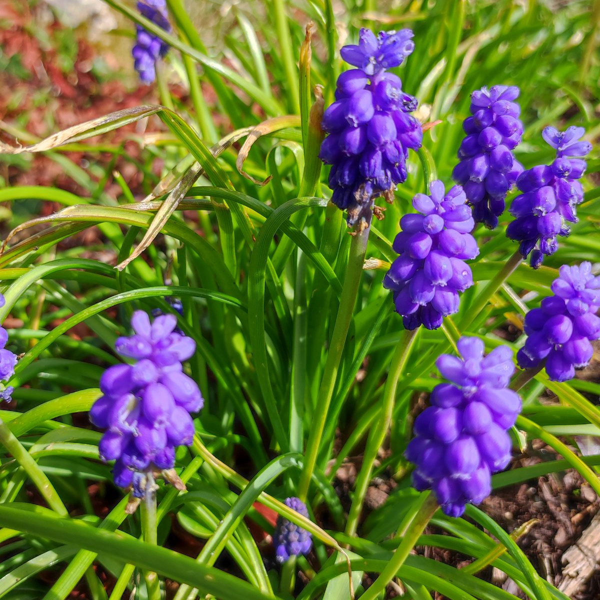 A beautiful bank holiday Monday..
#gardenshour with <a href="/GardensHour/">GardensHour</a> ....