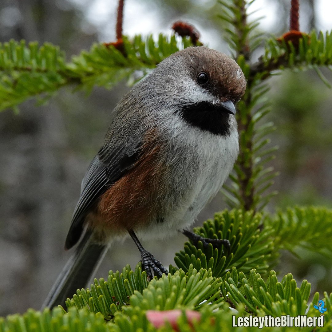 Speckle is the cutest boreal chickadee you’ll ever see! His fluffy feathers and adorable face always brighten my day. You’ll spot him by the little white speck on his forehead and near his right eye. So keep an eye out for him in my chickadee photos!🥰 #birding #birdwatching