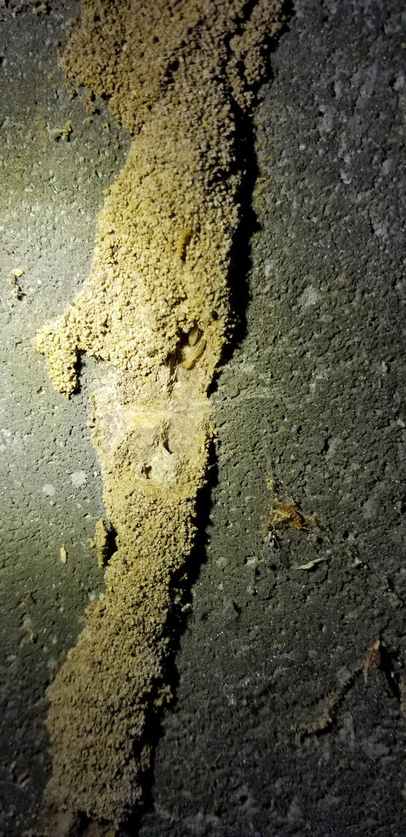 877DEADBUG's tweet image. 🚨 Termites cost U.S. homeowners an estimated $5 billion dollars each year! 🚨 Avoid flushing your savings down the tube and give us a call for all your termite needs. 📲 877-DEAD-BUG
.
.
.
#termites #mudtubes #877deadbug #blackdiamondpestcontrol